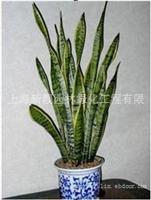 上海办公室植物租赁-上海浦东办公室植物租赁-上海办公室绿植租赁电话13166380015