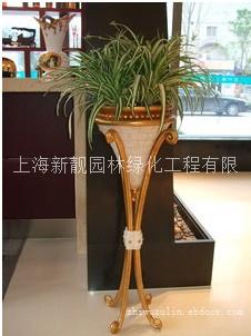 上海办公室植物租赁-上海浦东办公室植物租赁-上海办公室绿植租赁电话13166380015