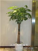 单杆发财树