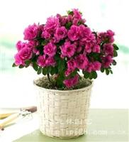 杜鹃花