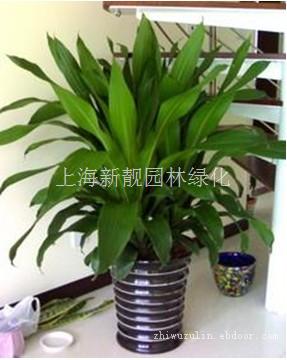 上海园艺公司电话-上海植物租赁公司-上海绿化公司