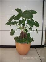 上海绿化公司-上海植物租赁公司-上海家庭植物摆放