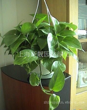 上海绿化公司-上海植物租赁公司-上海家庭植物摆放