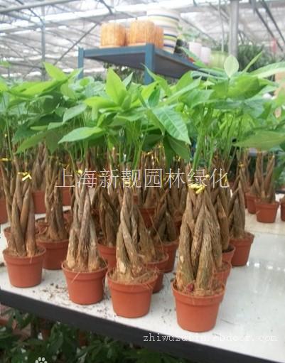 上海绿化公司-上海植物租赁公司-上海家庭植物摆放