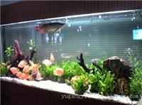 海鲜缸_上海鱼缸制作_定做鱼缸