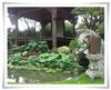 上海锦鲤鱼池设计施工-庭院设计施工
