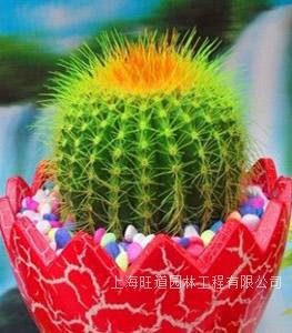 仙人球-上海多肉植物租摆