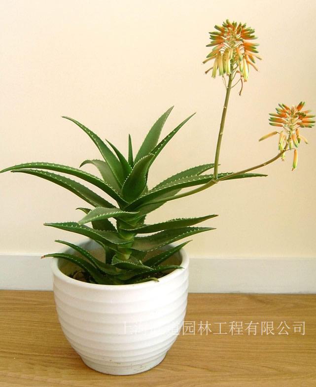 芦荟-上海观赏植物租赁