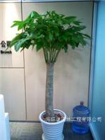 发财树-上海绿植租摆公司