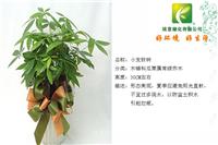 上海绿色植物租赁