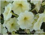 上海植物绿化网_花草花语