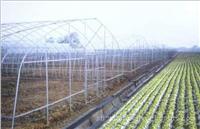 温室蔬菜大棚-温室蔬菜大棚供应-温室蔬菜大棚搭建