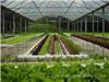 蔬菜温室大棚-蔬菜温室大棚厂家-蔬菜温室大棚建设