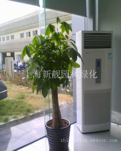 上海办公室植物租赁_发财树_吸收二氧化碳工具