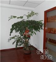 幸福树-大型绿植室内租摆-上海绿植租赁公司