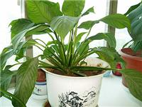 上海水培植物批发价格