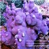 澳洲微孔珊瑚，泰州定做大型鱼缸