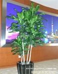 多杆巴西铁-上海办公室绿化-上海植物租赁-上海植物租赁价格