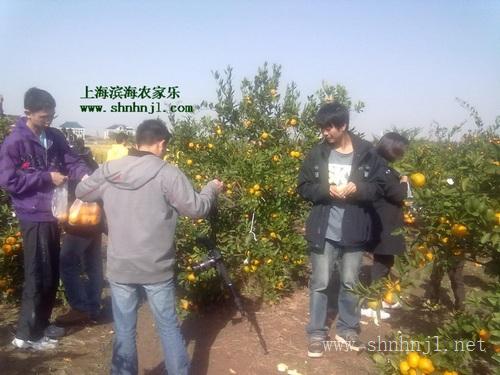 凉爽秋日 来上海南汇农家乐一日游