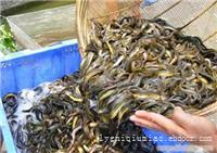 泥鳅养殖利润，泥鳅苗批发厂家