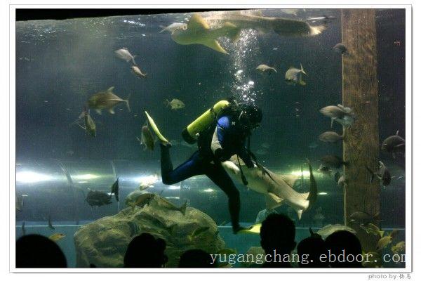 上海大型亚克力鱼缸定做-亚克力鱼缸报价