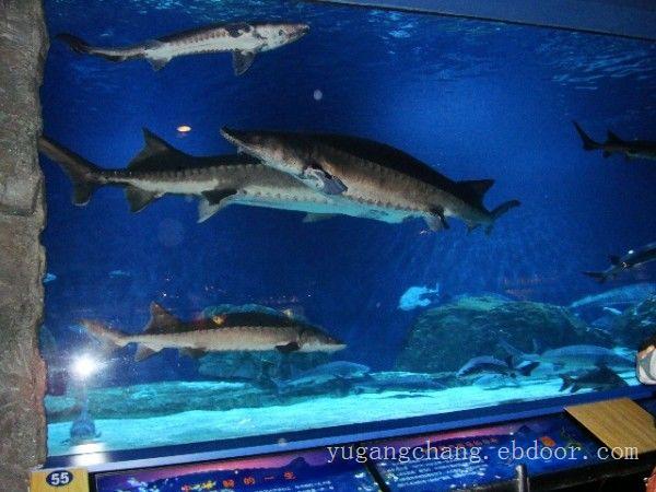 上海大型鱼缸定做-大型亚克力鱼缸定做