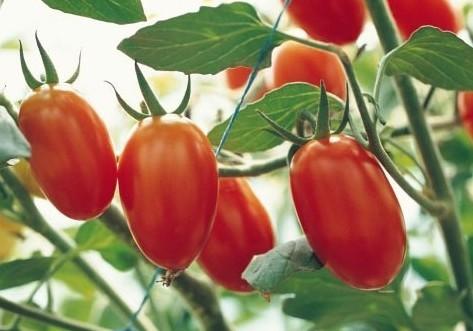小番茄-水果番茄