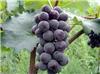 晚熟葡萄户太八号葡萄-有机种植