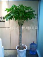 上海办公室植物租赁_办公室植物租赁电话_办公室植物租赁公司