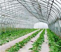 蔬菜温室大棚丨上海蔬菜温室大棚搭建
