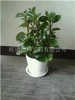 上海办公室植物租摆_办公室植物租摆电话_办公司植物租摆公司