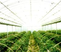 GLP622连栋大棚-上海蔬菜温室大棚搭建