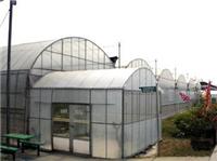 薄膜温室大棚_大棚蔬菜种植技术
