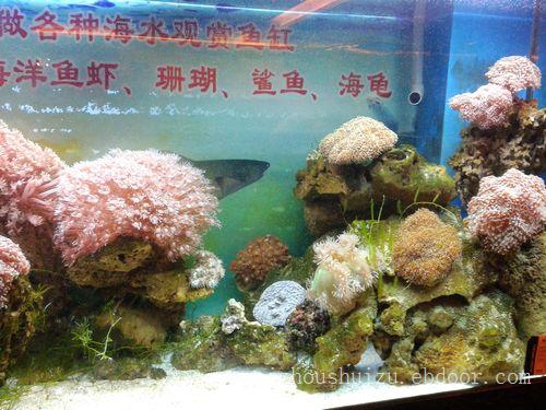 珊瑚鱼虾1