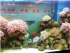 珊瑚鱼虾1