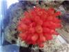珊瑚鱼虾2