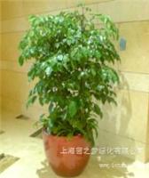绿宝-上海植物租赁|上海办公室植物租赁|浦东办公室植物租赁