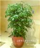 绿宝-上海植物租赁|上海办公室植物租赁|浦东办公室植物租赁