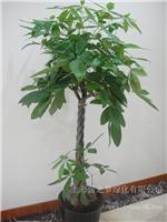 发财树-办公室植物租赁|上海办公室植物租赁|上海办公室植物租赁价格