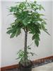 发财树-办公室植物租赁|上海办公室植物租赁|上海办公室植物租赁价格