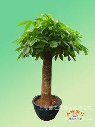 单杆发财树-上海植物租赁|上海植物租赁价格|上海植物租赁报价