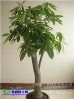 分叉发财树-办公室植物租赁|办公室植物租赁维护|上海办公室植物租赁
