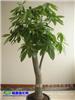 分叉发财树-办公室植物租赁|办公室植物租赁维护|上海办公室植物租赁