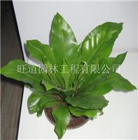 上海办公美化_上海办公美化电话_上海办公室植物绿化_上海植物绿化供应