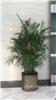 夏威夷椰子-办公室绿色植物|办公室绿色植物租摆|上海办公室绿色植物租摆
