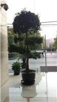 榕树盆景-上海植物租摆|上海植物租摆价格|上海植物租摆报价