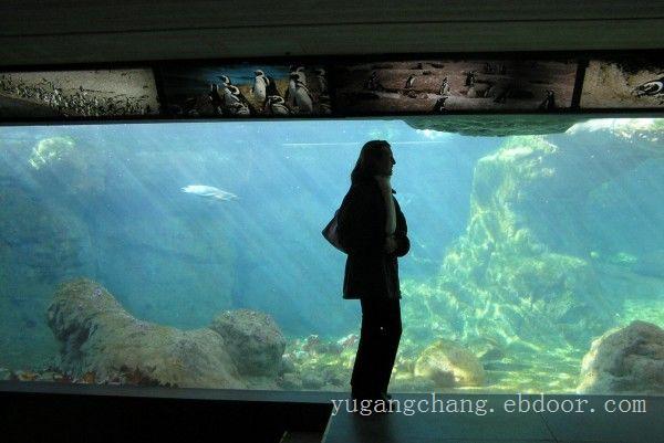 上海大型亚克力鱼缸-观赏大型鱼缸摆放