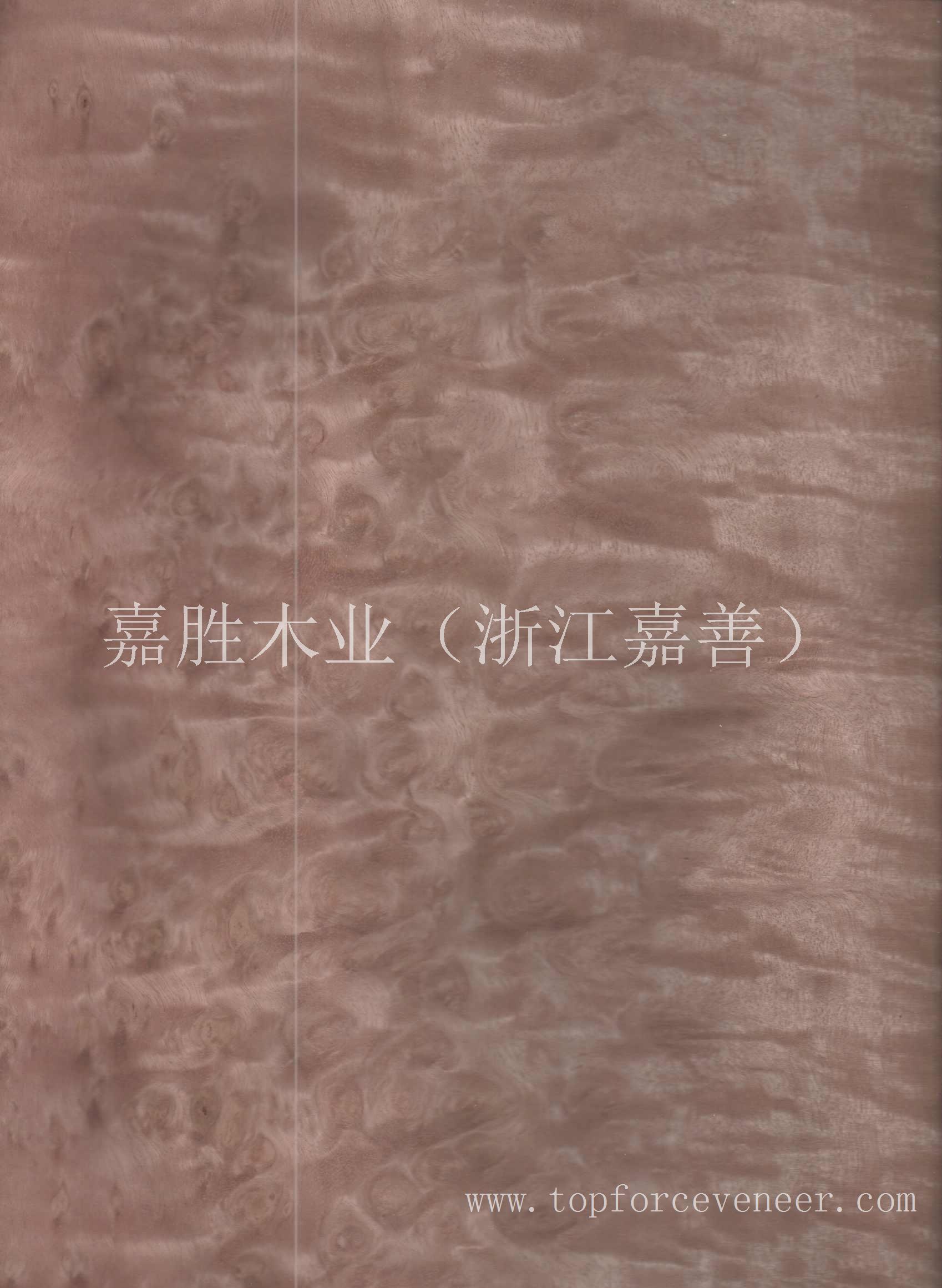 澳洲尤加利树瘤 Australia Eucalyptus Burl