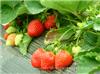 上海摘草莓-上海摘草莓价格