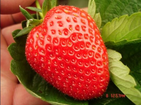 上海青浦摘草莓-上海青浦草莓采摘